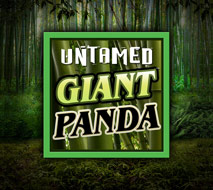 Untamed Giant Panda